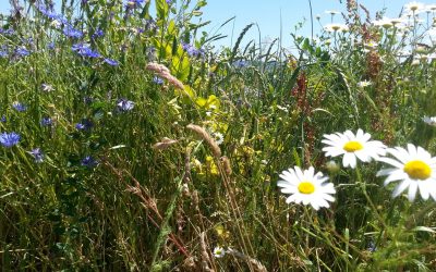À la recherche de la biodiversité – Balade commentée ce 3 juillet 2019