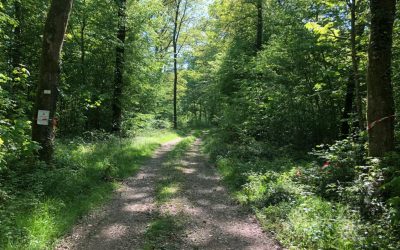 La forêt gaumaise rouverte aux Gaumais le 15 mai